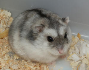 For Sale - Tristar Hamsters