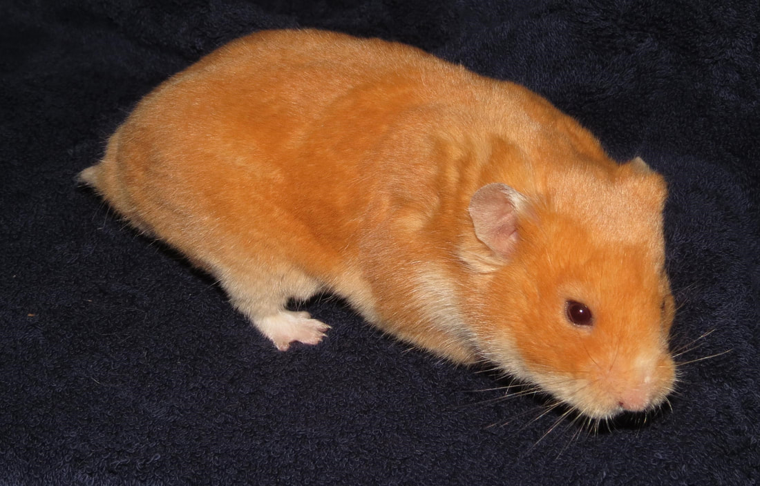 short haired hamster